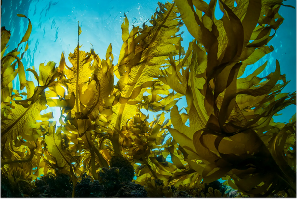 What Are the Benefits of Kelp?